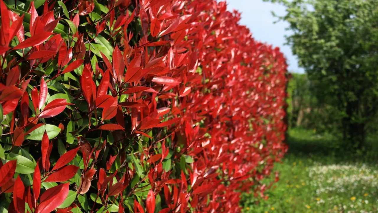 Photinia Hedges Replacement 2026